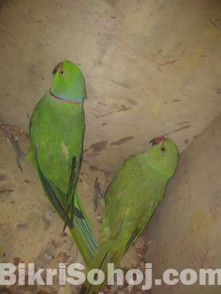 Indian ringneck parrot